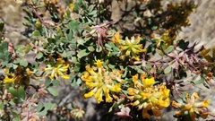 Acmispon dendroideus