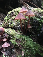 Mycena kuurkacea