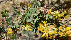 Acmispon dendroideus