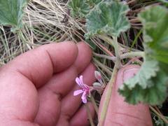 Pelargonium reniforme