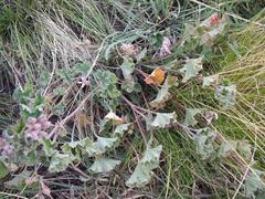 Pelargonium reniforme