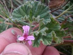 Pelargonium reniforme