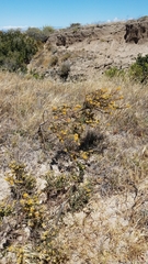 Acmispon dendroideus