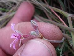 Pelargonium reniforme