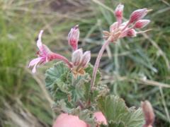 Pelargonium reniforme