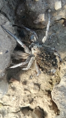 Lycosa hispanica