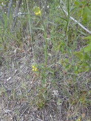 Erysimum pseudorhaeticum