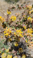 Acmispon dendroideus