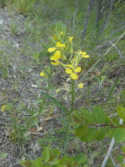 Erysimum pseudorhaeticum