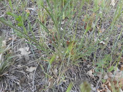Erysimum pseudorhaeticum