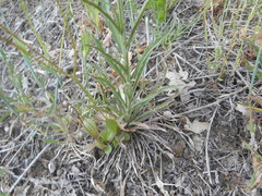 Erysimum pseudorhaeticum