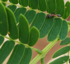 Pseudomyrmex gracilis