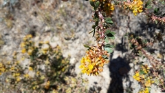 Acmispon dendroideus