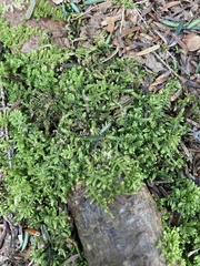 Brotherella recurvans