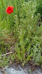 Papaver rhoeas