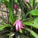 Queen Mary's Aechmea - Photo (c) Lena Struwe, some rights reserved (CC BY-SA), uploaded by Lena Struwe