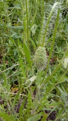 Papaver rhoeas