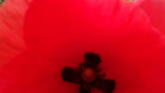 Papaver rhoeas