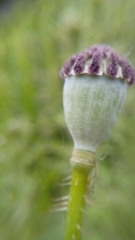 Papaver rhoeas