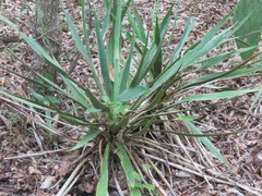Yucca rupicola