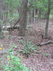 Yucca rupicola
