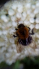 Bombus hypnorum