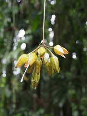 Merinthopodium neuranthum