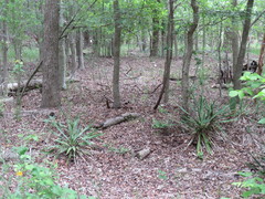Yucca rupicola
