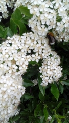 Bombus hypnorum