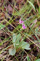 Dodecatheon
