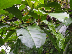 Merinthopodium neuranthum