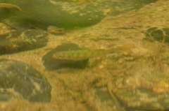 Oncorhynchus kisutch