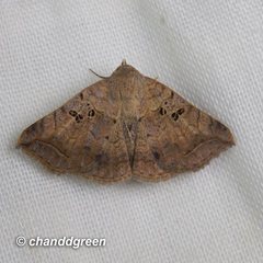 Blasticorhinus rivulosa