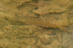 Oncorhynchus kisutch