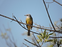 Tyrannus melancholicus