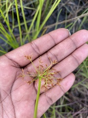 Cyperus