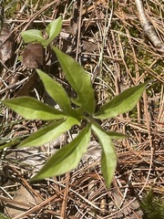 Nabalus × mainensis