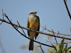 Tyrannus melancholicus