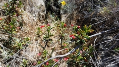 Diplacus parviflorus