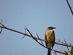 Tyrannus melancholicus
