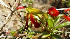 Diplacus parviflorus