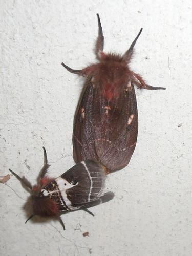 Lederhosen Moth