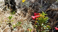 Diplacus parviflorus