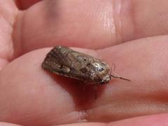 Spodoptera cilium