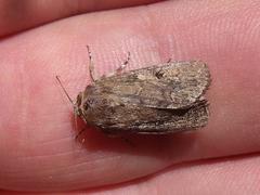 Spodoptera cilium