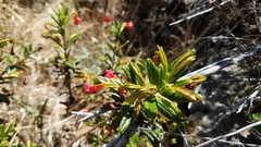 Diplacus parviflorus