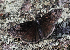 Erynnis lucilius