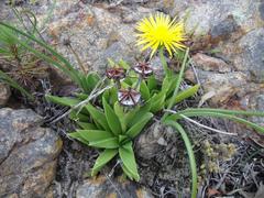 Bergeranthus multiceps