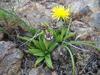 Bergeranthus multiceps - Photo (c) timvn, some rights reserved (CC BY-NC), uploaded by timvn