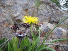 Bergeranthus multiceps